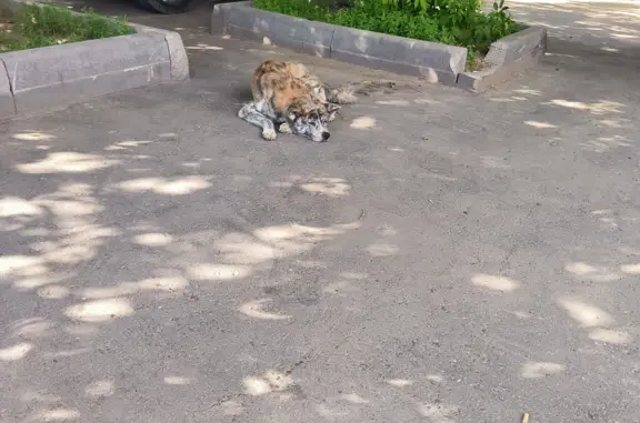 Найден голодный пёс Акита-ину в Москве