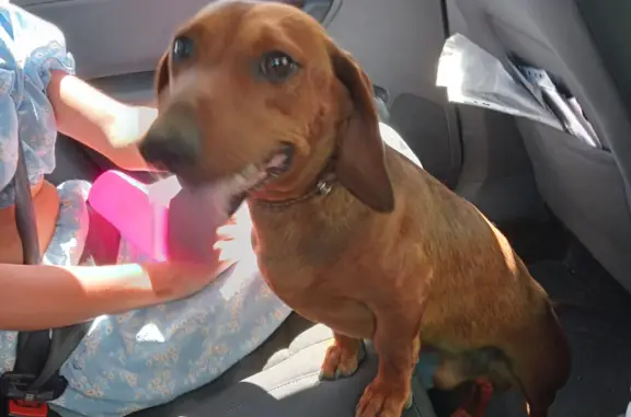 Собака Такса найдена в Ставропольском крае