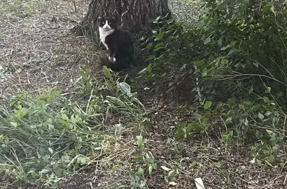 Пропала кошка: Черный кот с белым пятном, Инициативная ул., 1В, Кемерово
