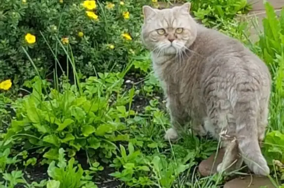 Кошки потеряшки, Ярославль, фото: Потеряшка кошка Брюс, 3-я Иваньковская ул., Ярославль