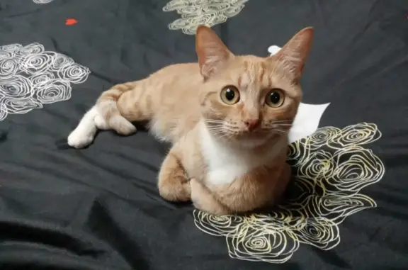 Кошки потеряшки, Холм-Жирковский район, фото: Потеряшка кошка Кнопа, ул. Свердлова, 1