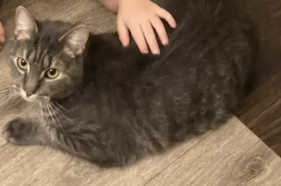 Кошки потеряшки, Санкт-Петербург, фото: Потеряшка кошка в Санкт-Петербурге, Земский переулок