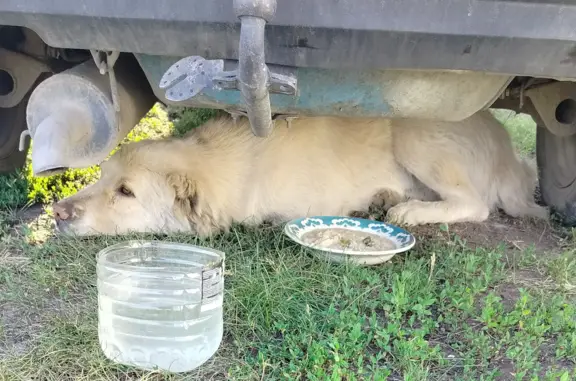Найдена собака в Реже, Свердловская область