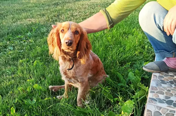 Найдена рыжая собака в Заозерье, Руднянский район