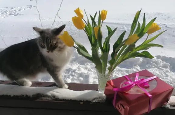 Пропала серая кошка в Ленинском, Башкортостан