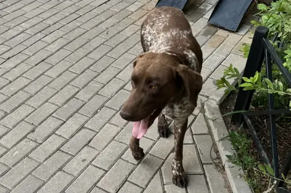 Собака найдена на Оборонной улице, 2 к4, Мурино