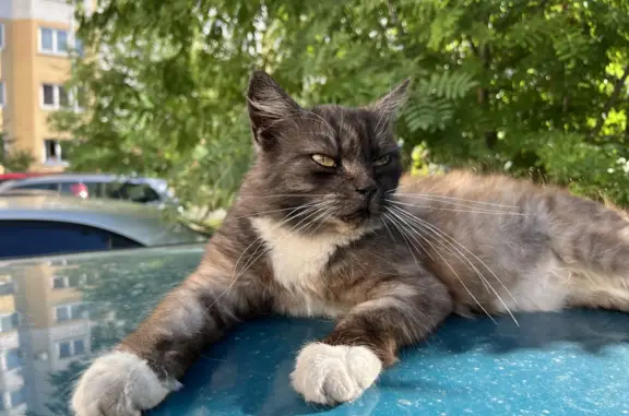 Найдена кошка на ул. Зеленой в Калининграде