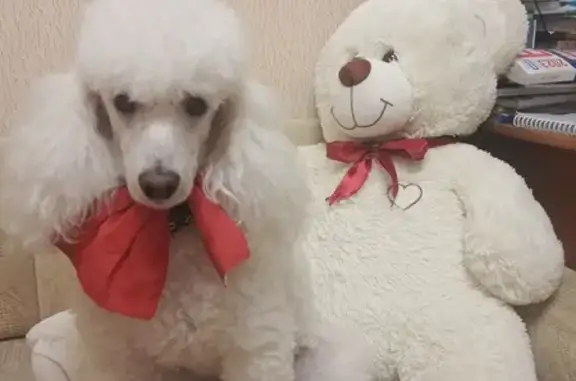 Собаки потеряшки, Москва, фото: Потеряшка собака в районе Шилыково, белого пуделя по имени Арчи. Помогите найти!