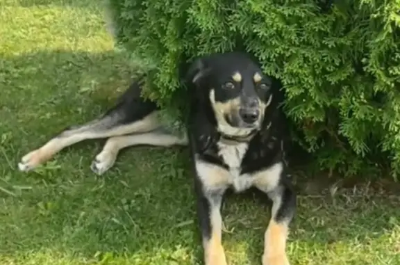 Пропала собака в частном секторе Московской области