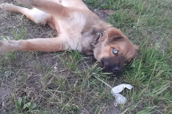 Собака сбита на Пролетарской улице, 88-92