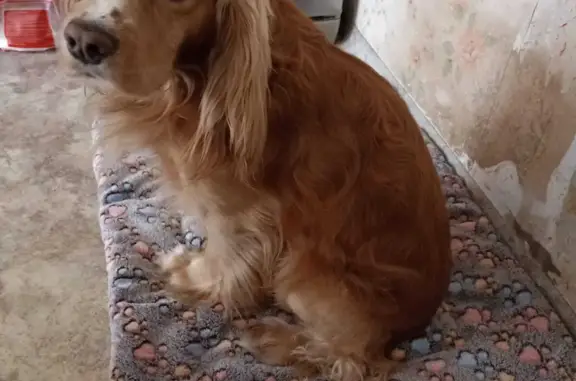 Пропала собака Кобель в Иркутской области