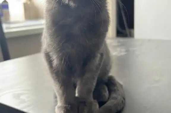 Кошки потеряшки, Ульяновск, фото: Потеряшка кошка на ул. Галактионова, 22, Ульяновск