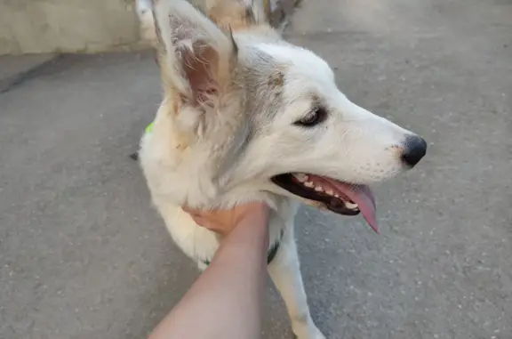 Найдена собака похожая на хаски, проспект Масленникова, 19, Самара