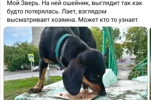 Собака ожидает хозяина у магазина Мой зверь, ул. КИМ, 44, Пермь