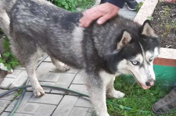 Потерянная собака в парке Новокузнецка