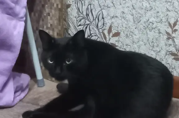 Пропала кошка мальчик, чёрный окрас, ул. Чапаева, 22А, Туймазы