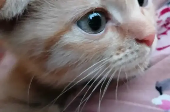 Найден персиковый котенок на ул. Дзержинского