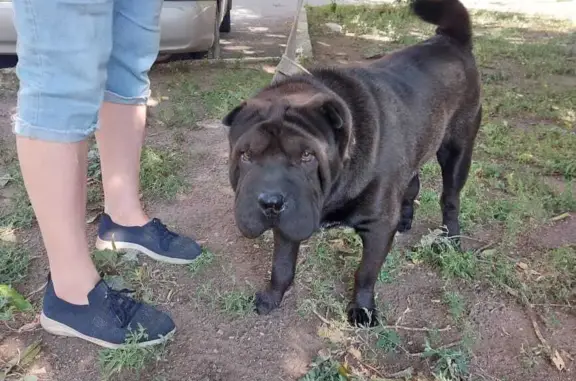 Найдена собака Черный шарпей на ул. Воровского, Уфа