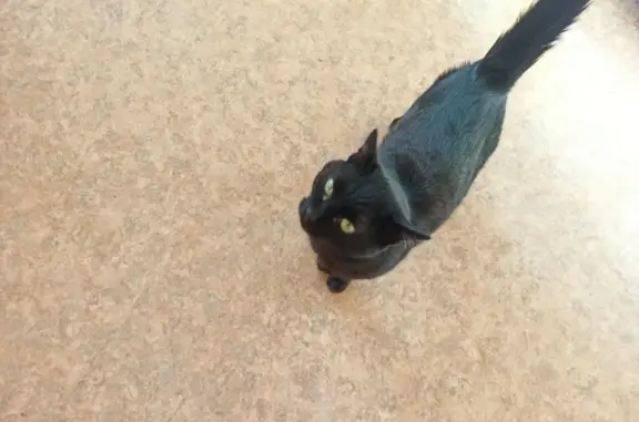 Найден чёрный кот на ул. Ленская 16, Томск