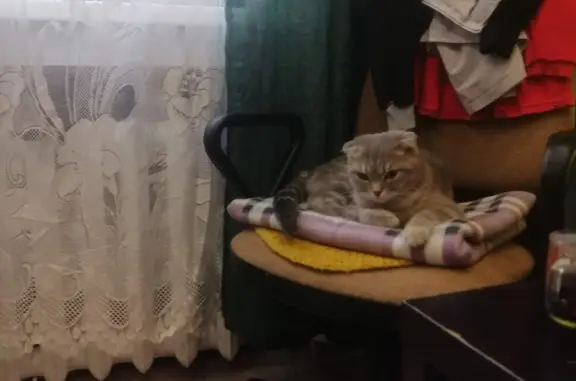 Кошки потеряшки, Новосибирск, фото: Потеряшка кошка, ул. Королёва 30, Новосибирск