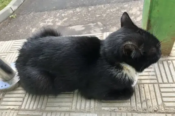 Найдена кошка около магазина на ул. И. Франко, 20, Чебоксары