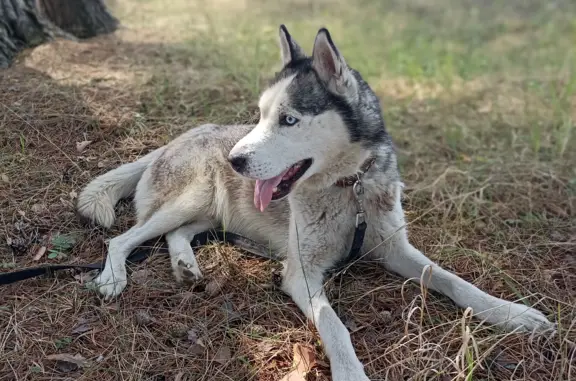 Найдена собака ХАСКИ в Шайдурихе, ищем хозяев
