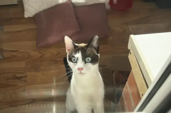 Найдена кошка с пятнами на ул. Чайковского, 60 к2, Клин