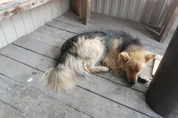 Потерянная собака возле ТРЦ Плазма, Рогозерская ул. 4, Мурманск