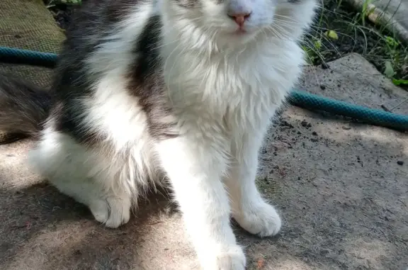 Найдена кошка на ул. Садовой 50А, Тамбов