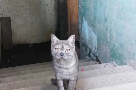 Найдена серая кошка на Политехнической ул., 103
