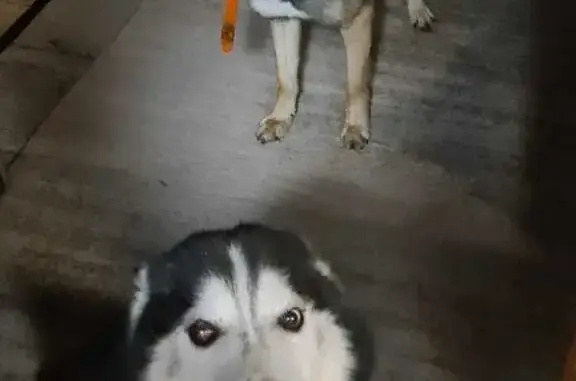 Пропала собака в Отрадном Дачи, Иваново