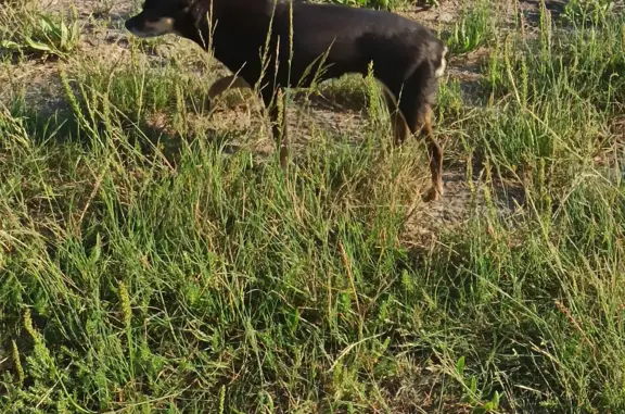 Найдена собака в районе соленого озера, Омск