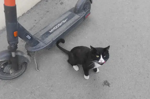 Кошка Котик найдена на ул. Тимирязева, Новосибирск