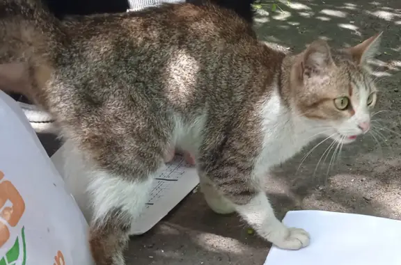 Найдена кошка в Ярославле, ищем хозяев