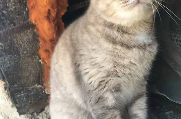 Кошка найдена на Мало-Озёрной, 2А, Оренбург