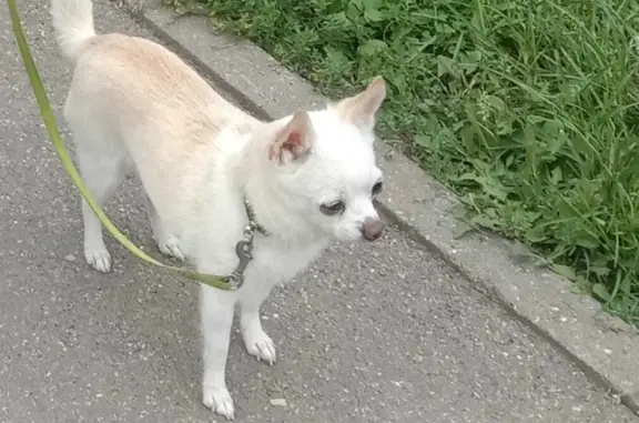 Пропала собака в Шарапово, 46Н-07159