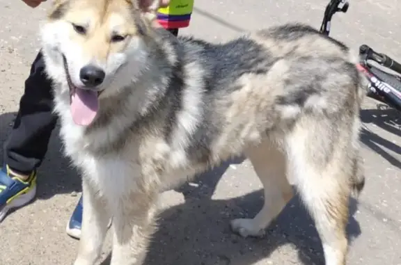 Найдена собака 46Н-07154 в Московской области
