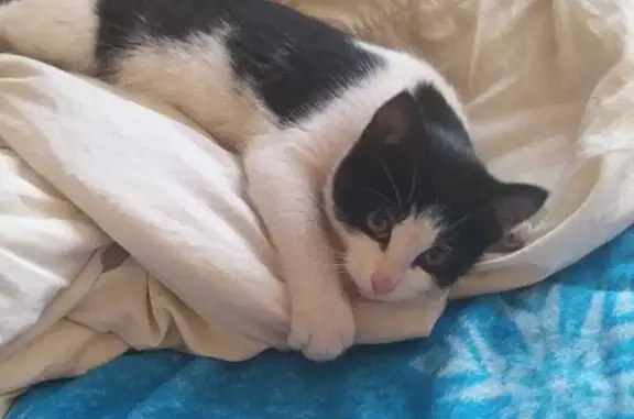 Кошки потеряшки, Набережные Челны, фото: Потеряшка кошка Сливка, Наб. Челны, балкон 45/09