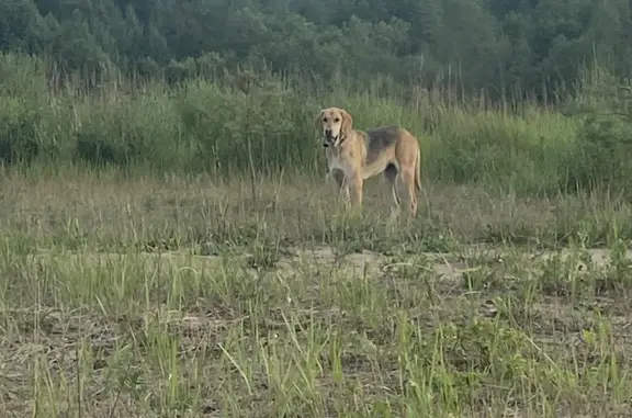 Найдена собака с ошейником в Мурыгинском сельском поселении