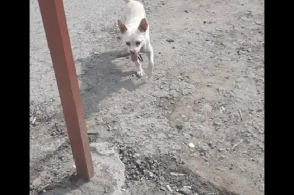 Собака найдена: ул. Ленина, 373, Белоярский