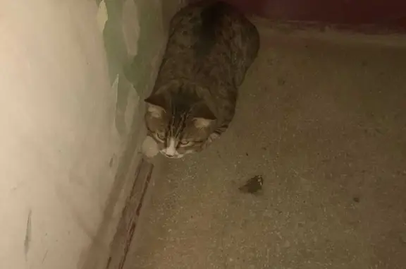 Найдена кошка на Салютной ул., 23, Челябинск