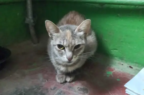 Найдена кошка на Комсомольской ул., 264, Орёл