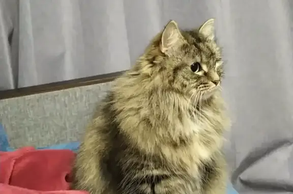 Кошки потеряшки, Санкт-Петербург, фото: Потеряшка кошка, Большая Монетная ул., 25, СПб