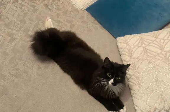 Пропала черно-белая кошка в Московской области