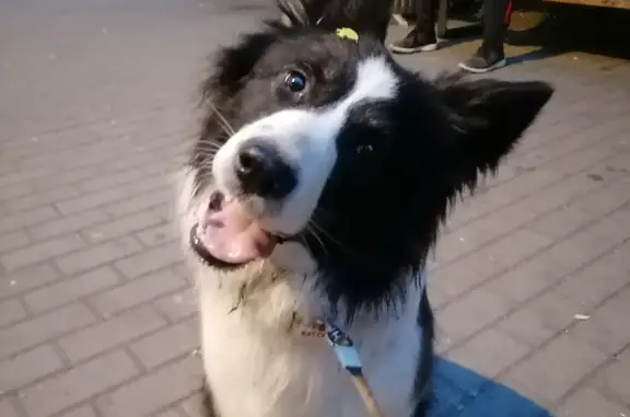Пропала собака в Терлецком парке, Москва