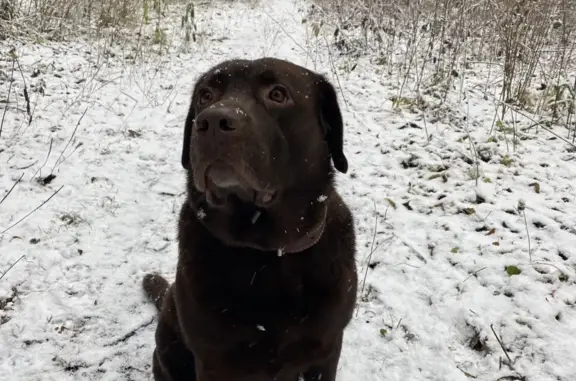 Пропала собака Лабрадор Кобель в Пермском крае