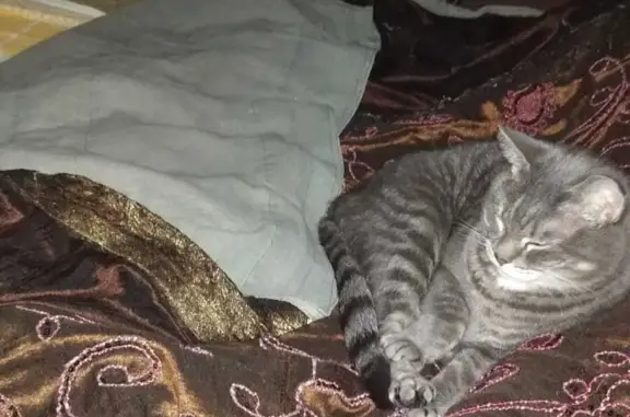 Кошки потеряшки, Новосибирск, фото: Потеряшка кот: ул. Б. Богаткова, 171/3, Новосибирск