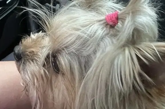 Собака Йоркширский терьер, розовая резиночка, Новорижское шоссе