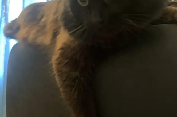 Потерянные животные Смоленск, фото: Пропала кошка Мальчик на Талашкинской ул., Смоленск