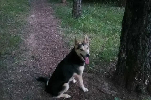Пропала собака Пугливая, ул. Петра Алексеева 3, Смоленск